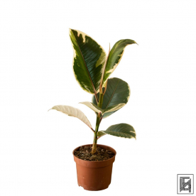 Фикус &quot;Эластика&quot; Тинеке D12