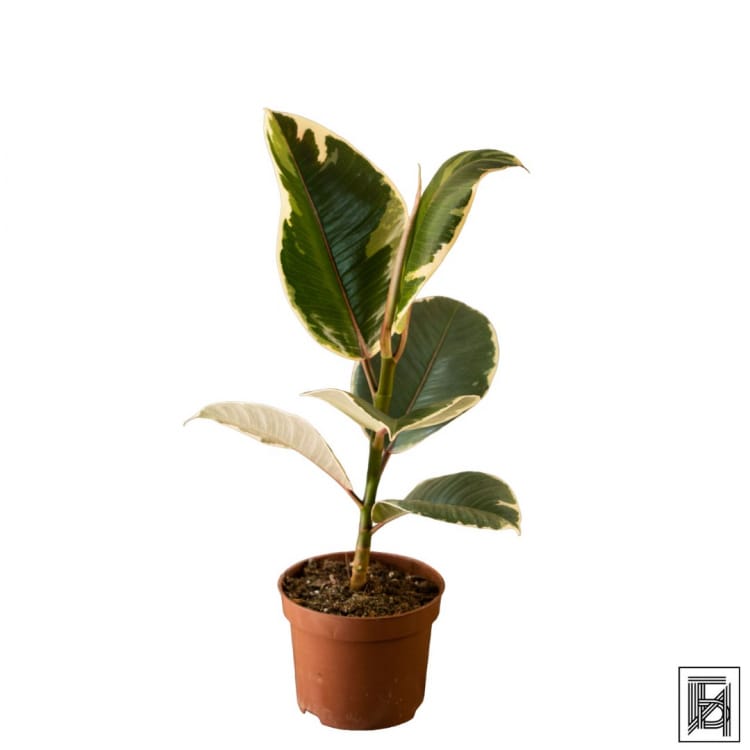 Фикус "Эластика" Тинеке D12