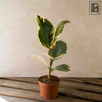 Фикус "Эластика" Тинеке D12