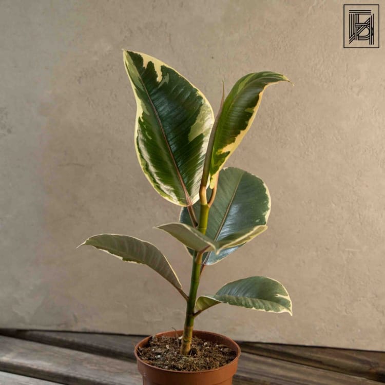 Фикус "Эластика" Тинеке D12