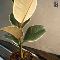 Фикус "Эластика" Тинеке D12