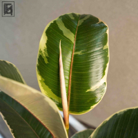 Фикус "Эластика" Тинеке D12