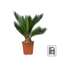 Цикас Революта D14