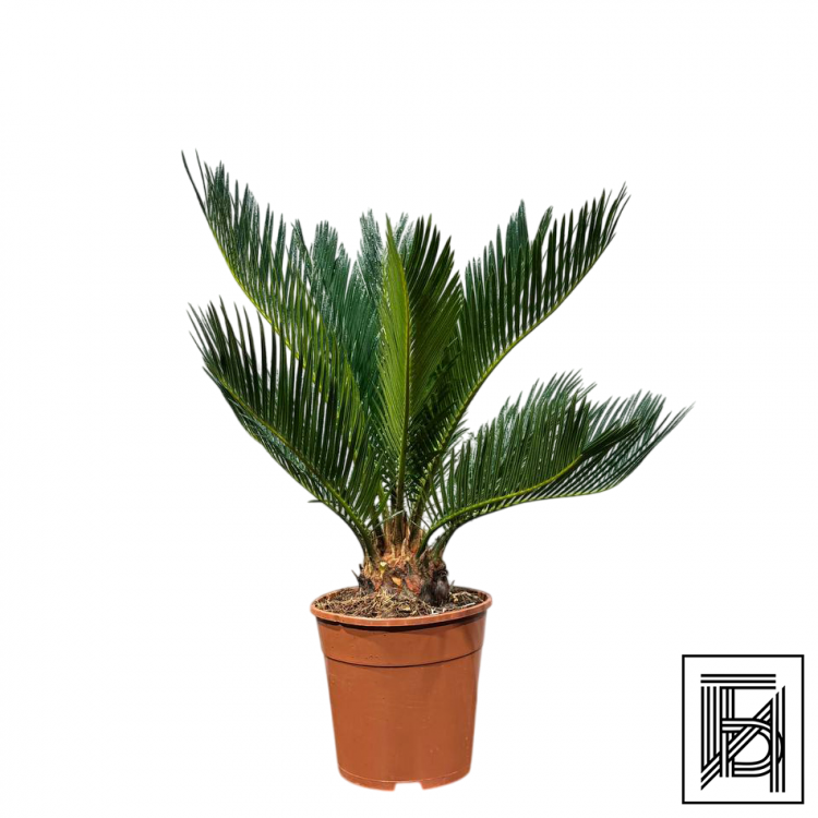 Цикас Революта D14