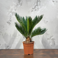 Цикас Революта D14