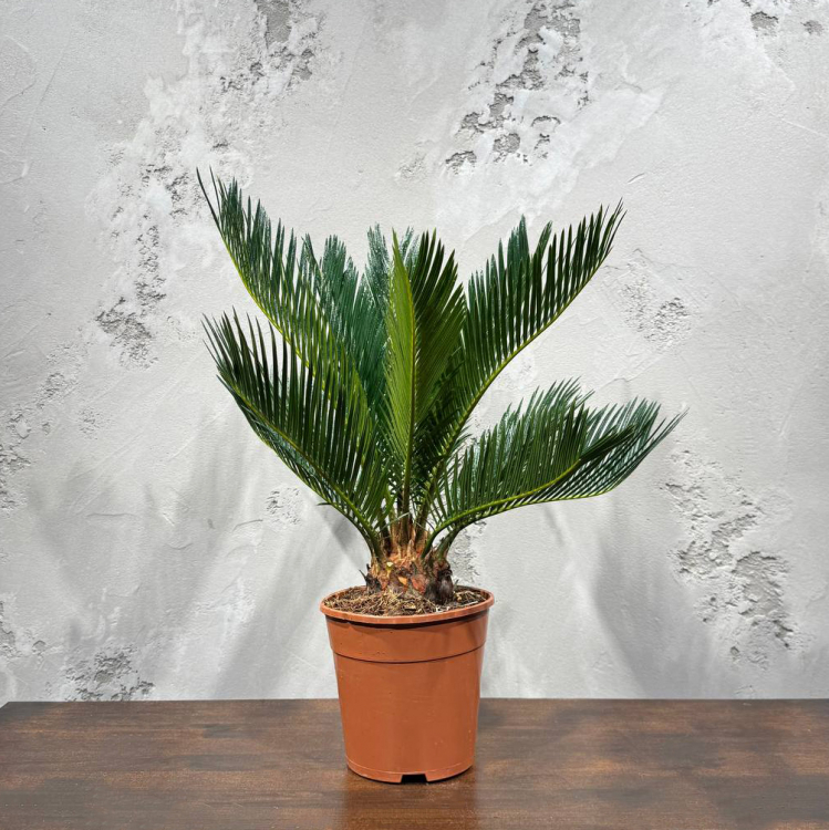 Цикас Революта D14