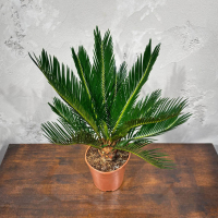 Цикас Революта D14