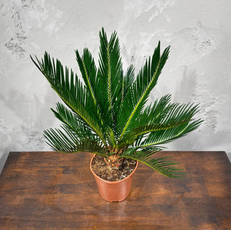 Цикас Революта D14