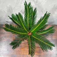 Цикас Революта D14