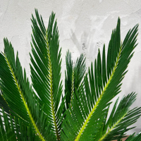 Цикас Революта D14