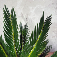 Цикас Революта D14