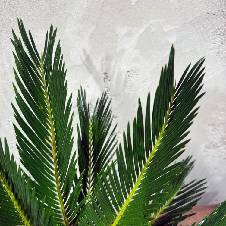 Цикас Революта D14