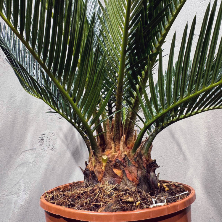 Цикас Революта D14