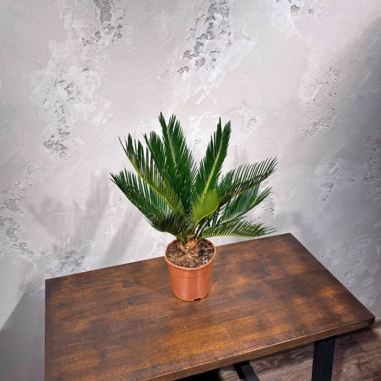 Цикас Революта D14