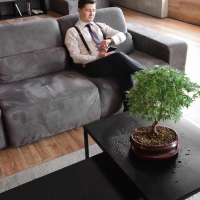 Бонсай Клён "Katsura" Бонсай Клён "Katsura"