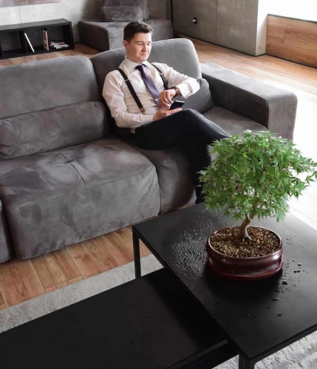 Бонсай Клён "Katsura" Бонсай Клён "Katsura"