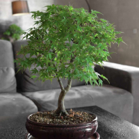 Бонсай Клён "Katsura" Бонсай Клён "Katsura"