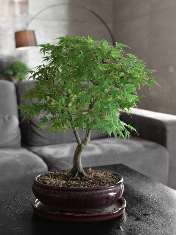 Бонсай Клён "Katsura" Бонсай Клён "Katsura"