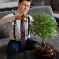 Бонсай Клён "Katsura" Бонсай Клён "Katsura"