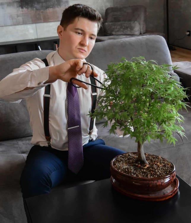 Бонсай Клён "Katsura" Бонсай Клён "Katsura"