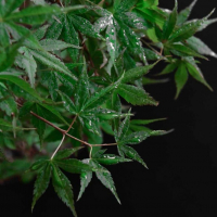 Бонсай Клён "Katsura" Бонсай Клён "Katsura"