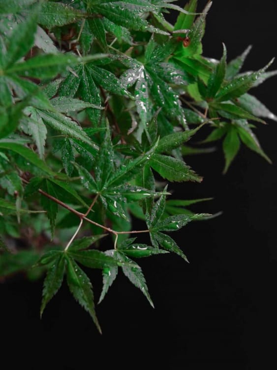 Бонсай Клён "Katsura" Бонсай Клён "Katsura"