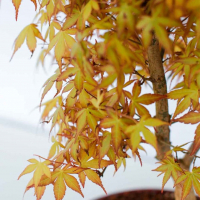 Бонсай Клён "Katsura" Бонсай Клён "Katsura"