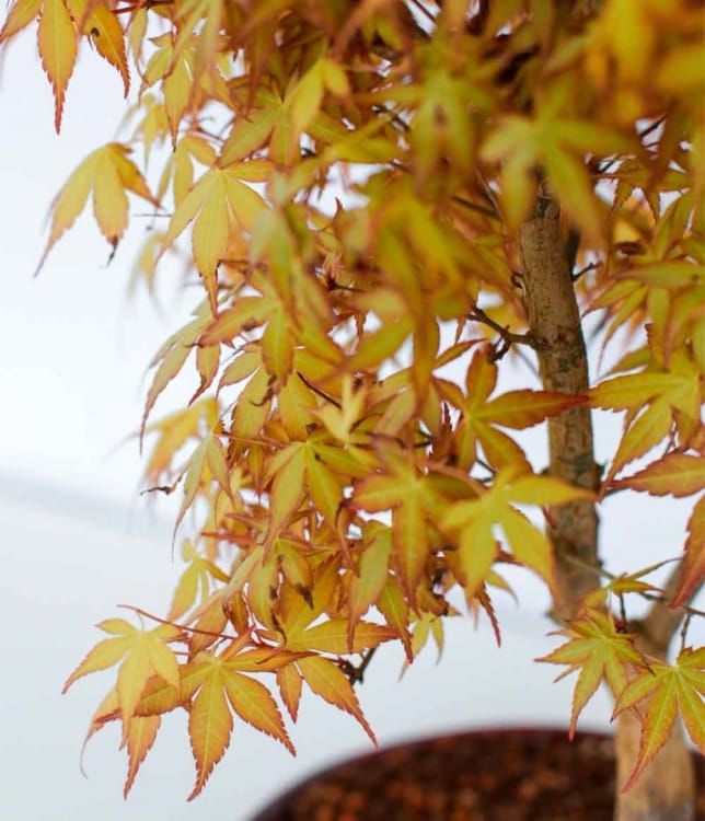 Бонсай Клён "Katsura" Бонсай Клён "Katsura"