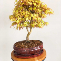 Бонсай Клён "Katsura" Бонсай Клён "Katsura"