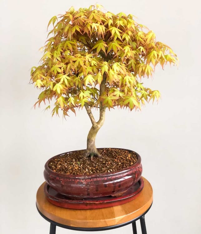 Бонсай Клён "Katsura" Бонсай Клён "Katsura"