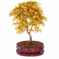 Бонсай Клён "Katsura" Бонсай Клён "Katsura"