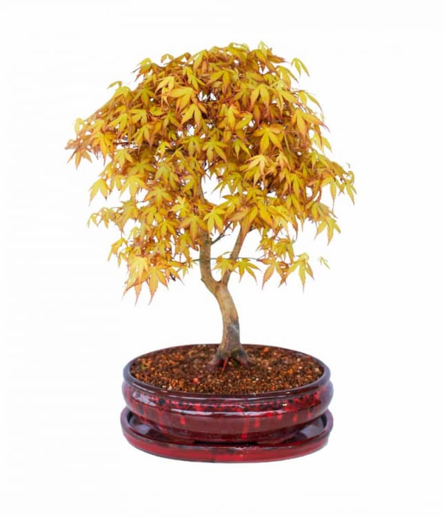 Бонсай Клён "Katsura" Бонсай Клён "Katsura"