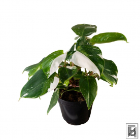 Филодендрон Вайт Принцесс D14