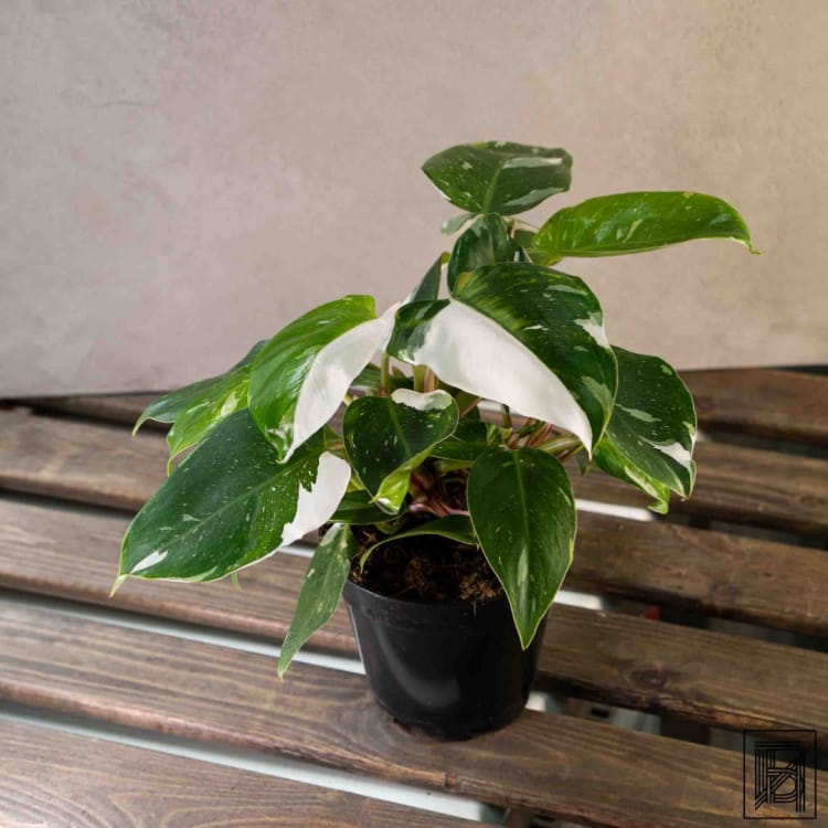 Филодендрон Вайт Принцесс D14 Филодендрон Вайт Принцесс D14