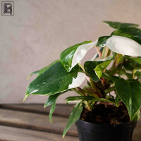 Филодендрон Вайт Принцесс D14 Филодендрон Вайт Принцесс D14