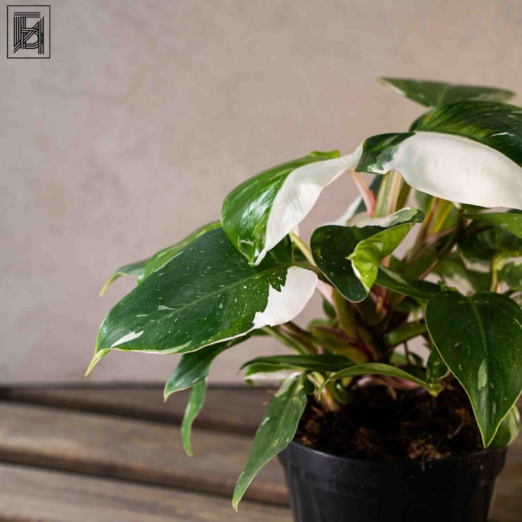 Филодендрон Вайт Принцесс D14 Филодендрон Вайт Принцесс D14