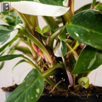Филодендрон Вайт Принцесс D14 Филодендрон Вайт Принцесс D14