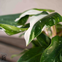 Филодендрон Вайт Принцесс D14 Филодендрон Вайт Принцесс D14