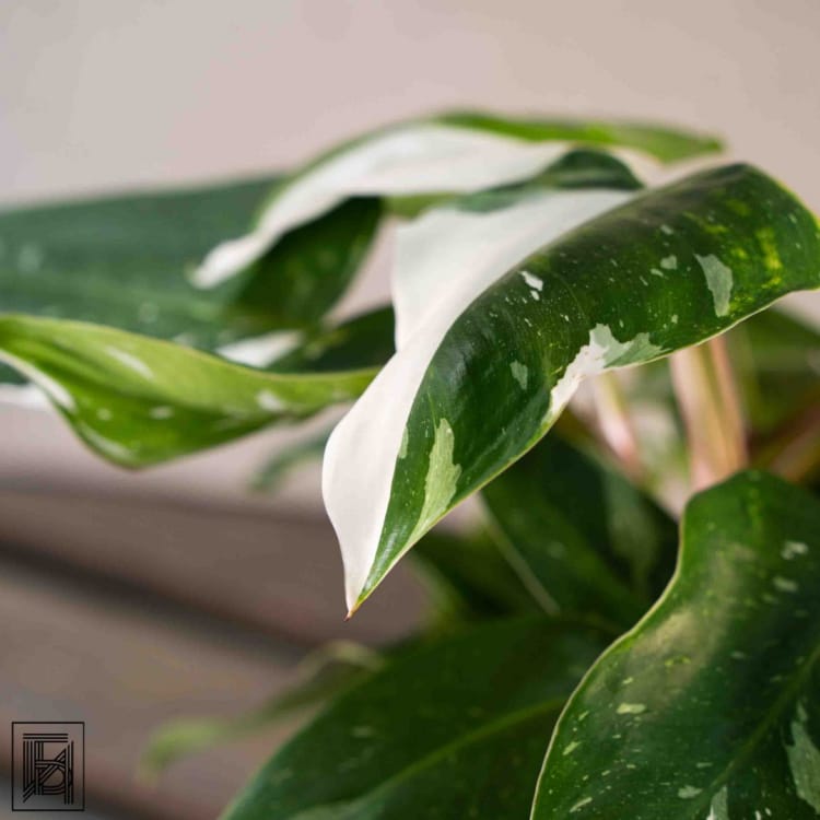 Филодендрон Вайт Принцесс D14 Филодендрон Вайт Принцесс D14