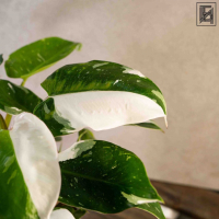 Филодендрон Вайт Принцесс D14 Филодендрон Вайт Принцесс D14