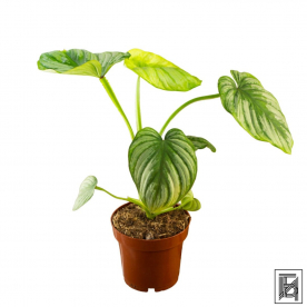 Филодендрон Мамей D12