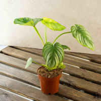 Филодендрон Мамей D12