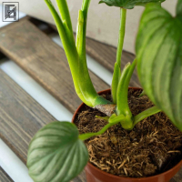 Филодендрон Мамей D12