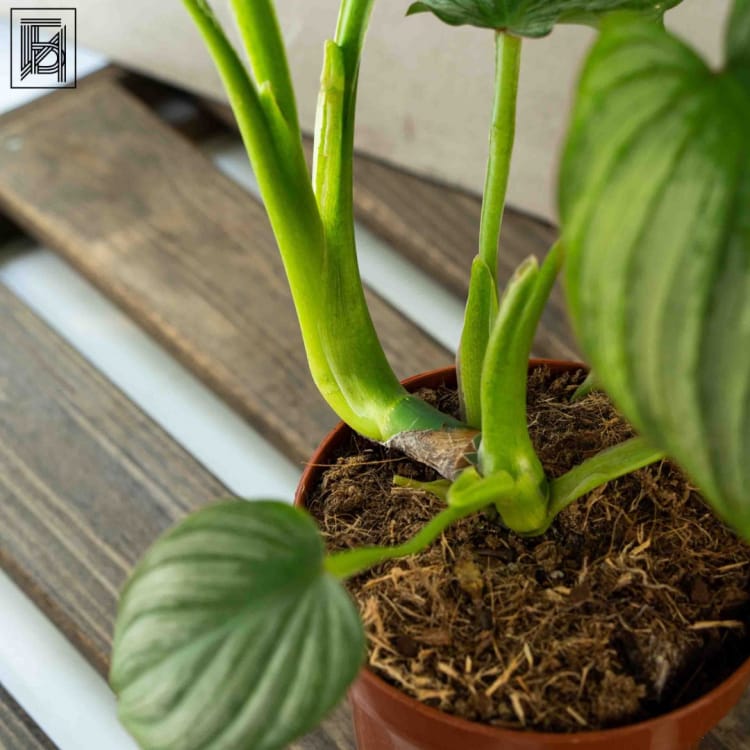 Филодендрон Мамей D12