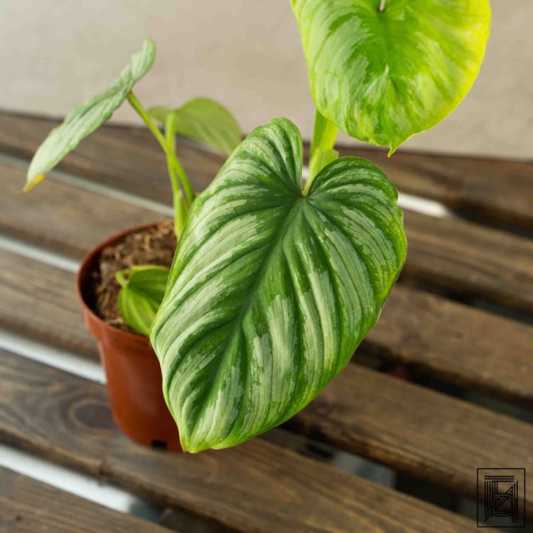 Филодендрон Мамей D12