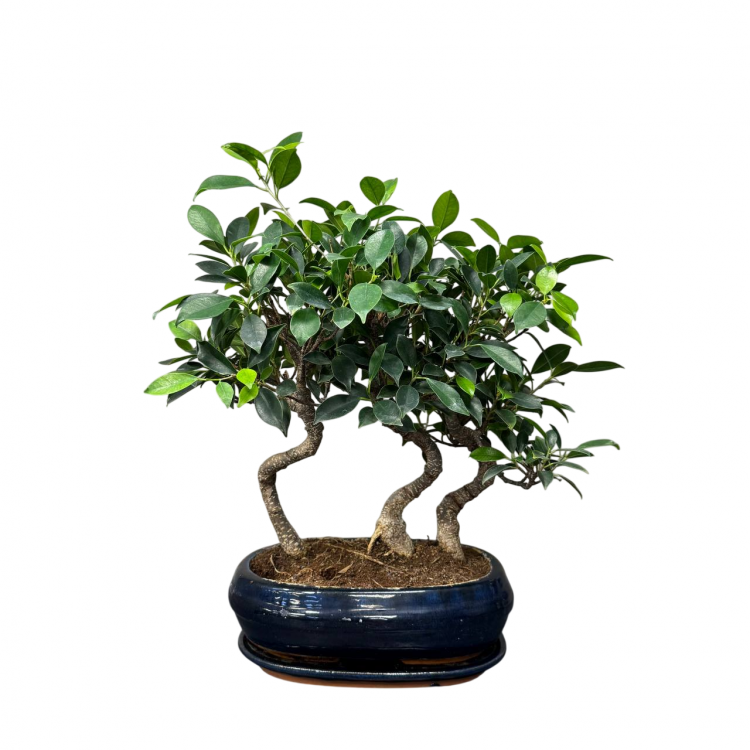 Бонсай Баньян Санкан