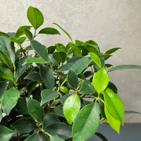 Бонсай Баньян Санкан