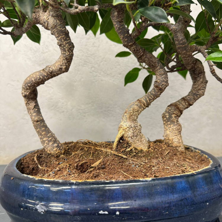 Бонсай Баньян Санкан