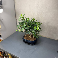 Бонсай Баньян Санкан