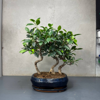 Бонсай Баньян Санкан